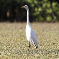 Medium Egret